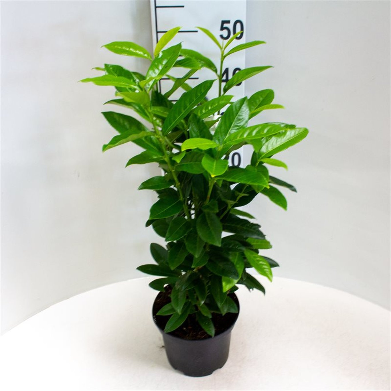 Prunus l. 'Mariblon' ('Genolia') - C3 40-60 CM